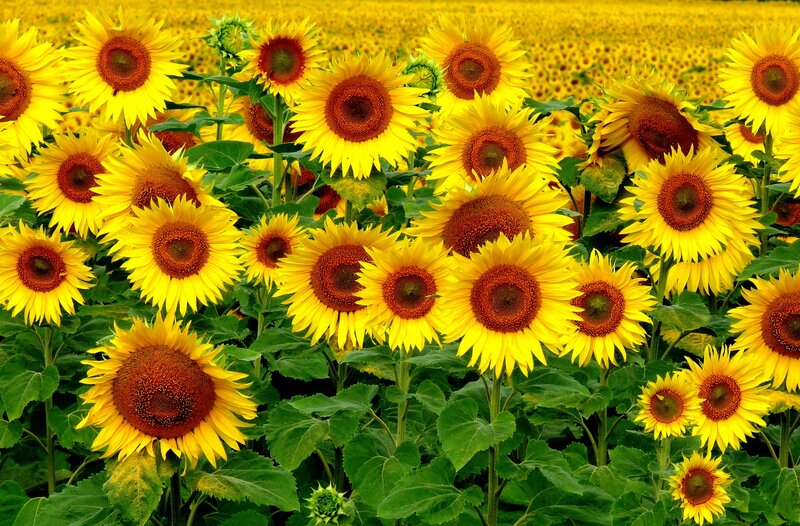 Sunflower Field — Yellow, Bright, Summer, Photograph, Green Leaves