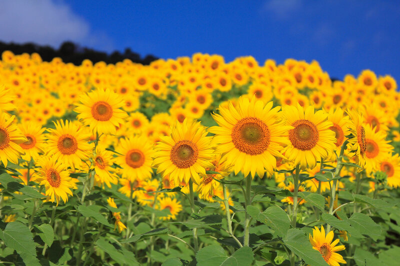 Sunflower Field — Yellow, Bright, Summer, Photograph, Sky