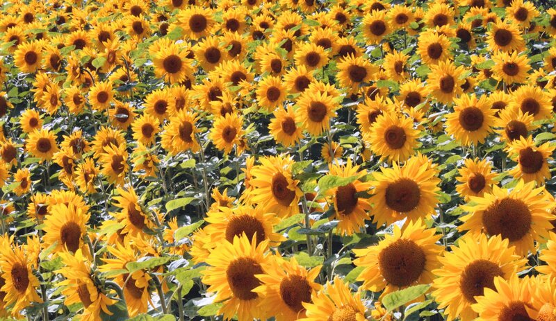Sunflower Field — Yellow, Bright, Summer, Photograph