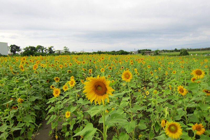 Sunflower Field — Yellow, Calm, Afternoon, Photograph
