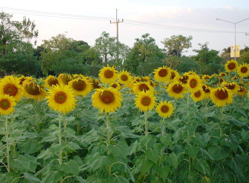 Sunflower Field — Yellow, Calm, Afternoon, Photograph, Trees