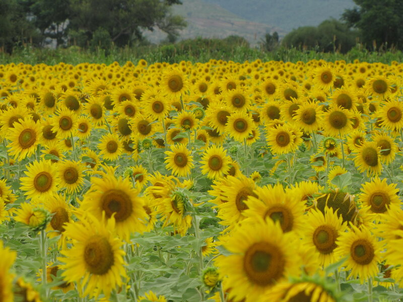 Sunflower Field — Yellow, Calm, Afternoon