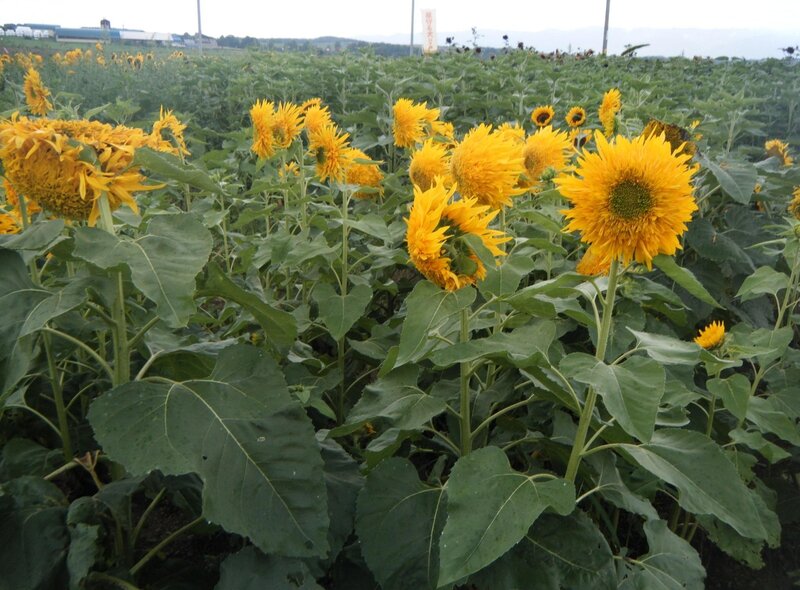 Sunflower Field — Yellow, Calm, Morning
