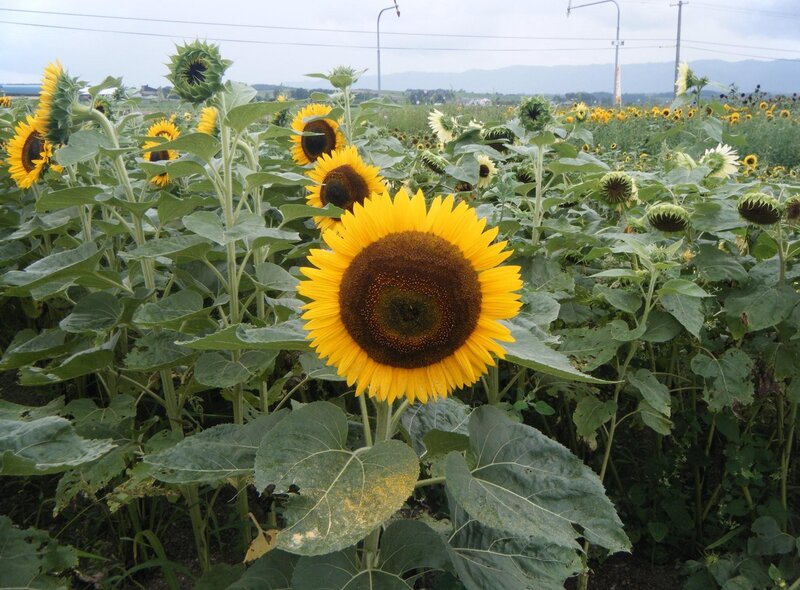 Sunflower Field — Yellow, Calm, Summer, Photograph, Mountains