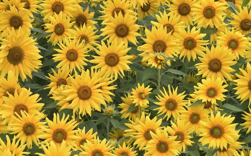 Sunflower Field — Yellow, Calm, Summer, Photograph