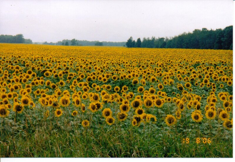 Sunflower Field — Yellow, Calm, Summer
