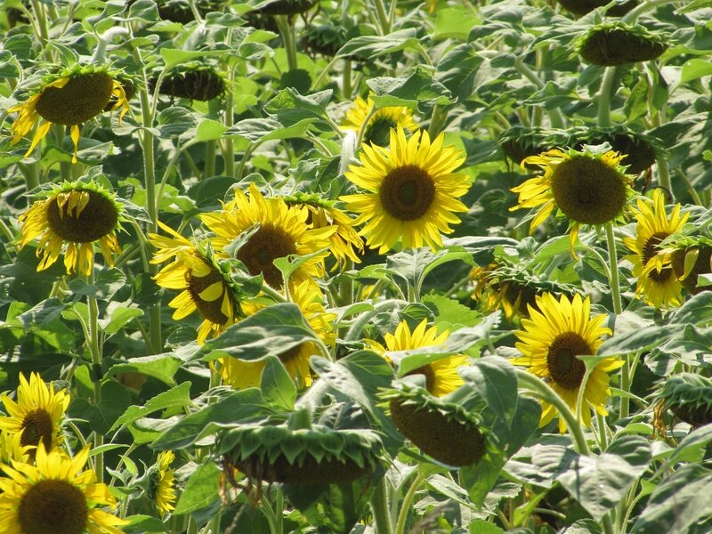 Sunflower Field — Yellow, Calm