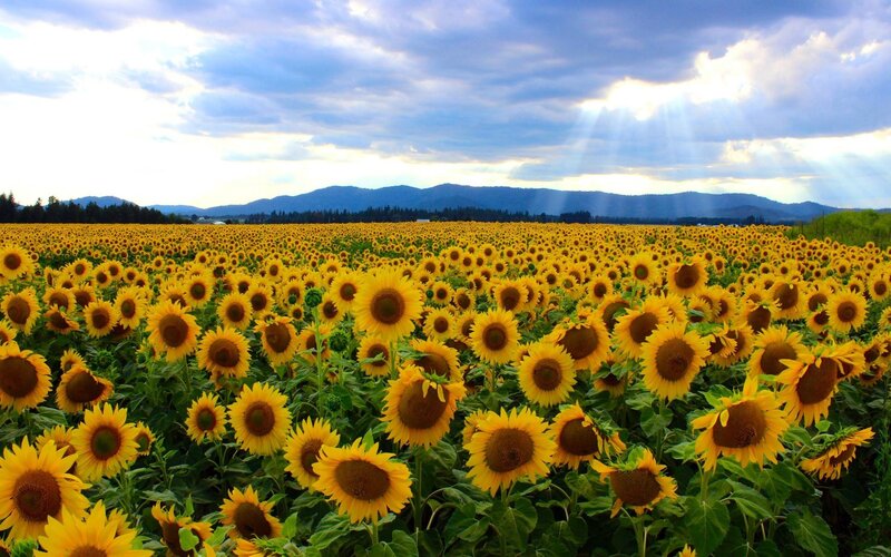 Sunflower Field — Yellow, Dramatic, Afternoon, Photograph, Mountains