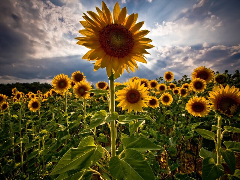 Sunflower Field — Yellow, Dramatic, Afternoon, Photograph, Sky, Clouds