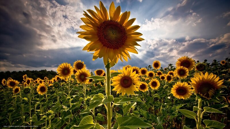 Sunflower Field — Yellow, Dramatic, Afternoon, Photograph