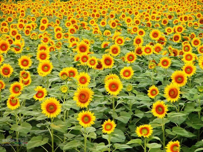 Sunflower Field — Yellow, Flowers