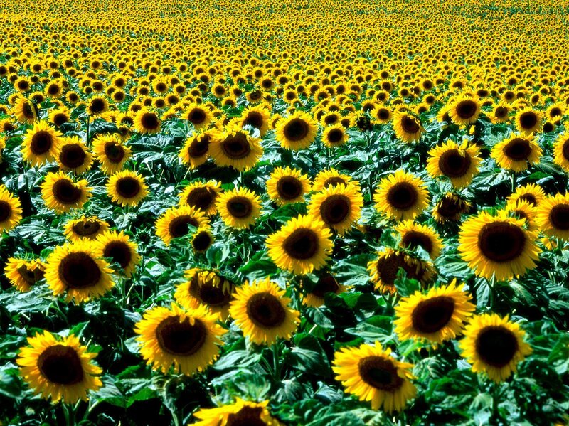 Sunflower Field — Yellow, Photograph