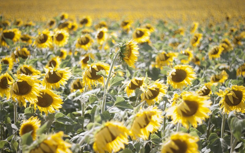 Sunflower Field — Yellow, Serene, Afternoon, Photograph, Flowers