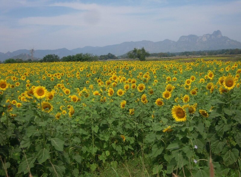 Sunflower Field — Yellow, Serene, Afternoon, Photograph, Mountains