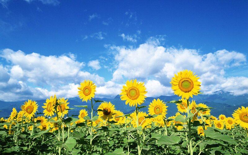 Sunflower Field — Yellow, Serene, Afternoon, Photograph, Sky, Clouds, Mountains