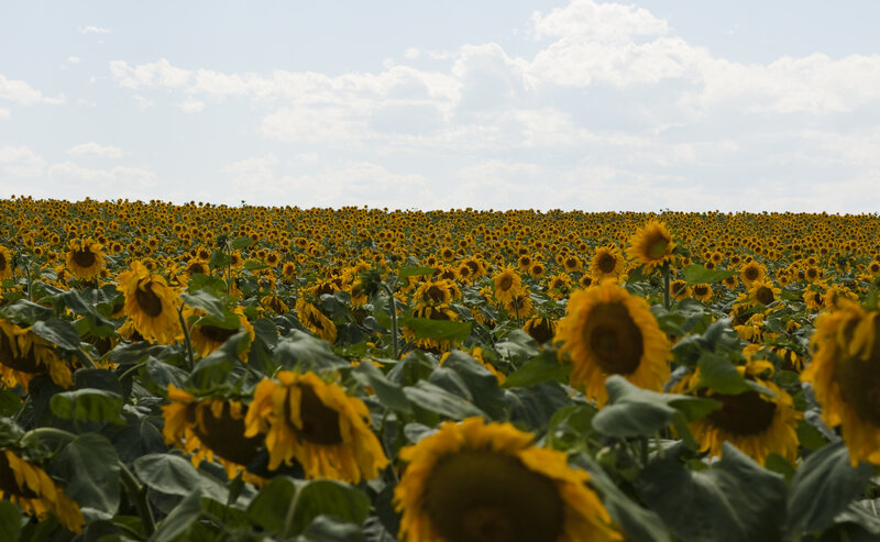 Sunflower Field — Yellow, Serene, Afternoon, Photograph, Sky, Clouds, Plants