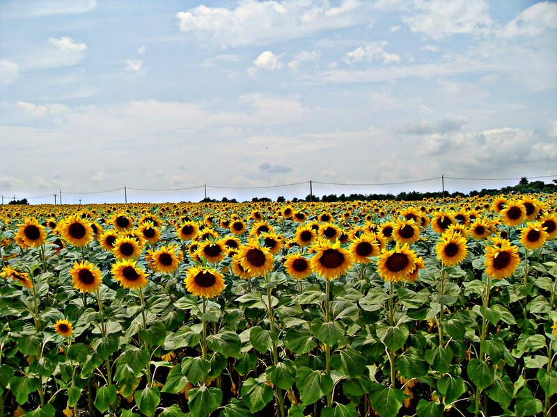 Sunflower Field — Yellow, Serene, Afternoon, Photograph, Sky, Clouds, Power Lines