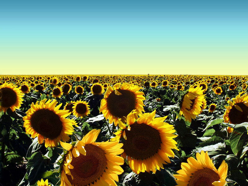 Sunflower Field — Yellow, Serene, Afternoon, Photograph, Sky, Flowers