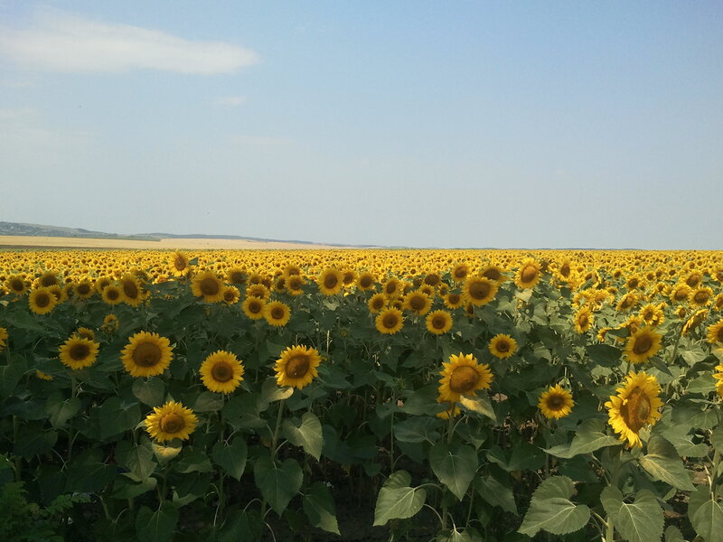 Sunflower Field — Yellow, Serene, Afternoon, Photograph, Sky, Hills