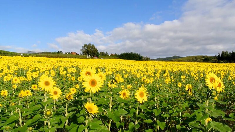 Sunflower Field — Yellow, Serene, Afternoon, Photograph, Sky, Hills, Trees