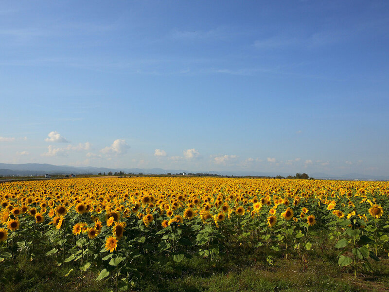 Sunflower Field — Yellow, Serene, Afternoon, Photograph, Sky, Mountains
