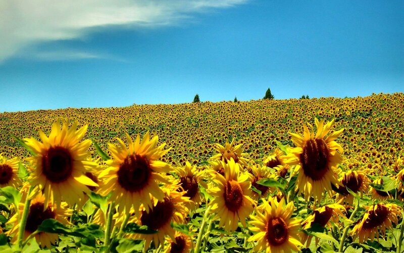 Sunflower Field — Yellow, Serene, Afternoon, Photograph, Sky, Trees, Hills