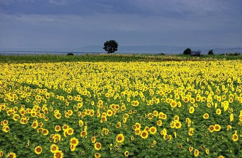 Sunflower Field — Yellow, Serene, Afternoon, Photograph