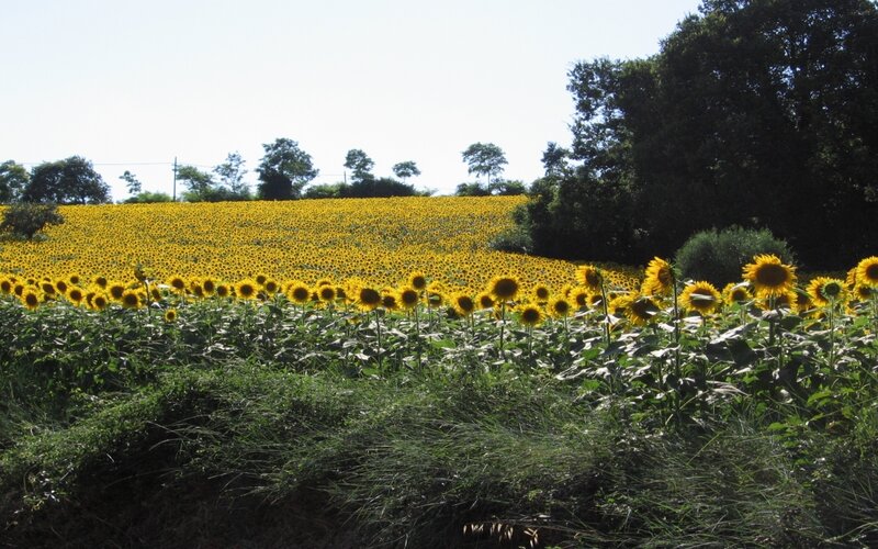 Sunflower Field — Yellow, Serene, Afternoon, Photograph, Trees, Sky, Grass