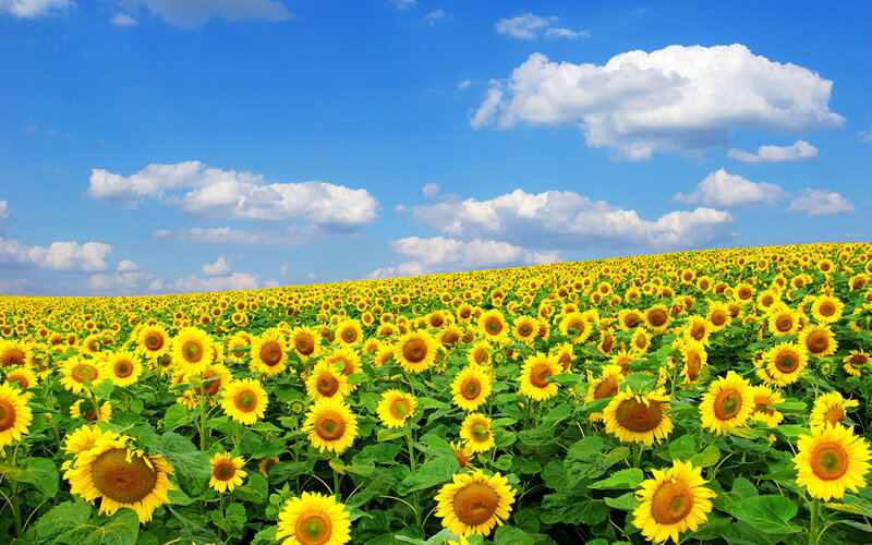 Sunflower Field — Yellow, Serene, Afternoon