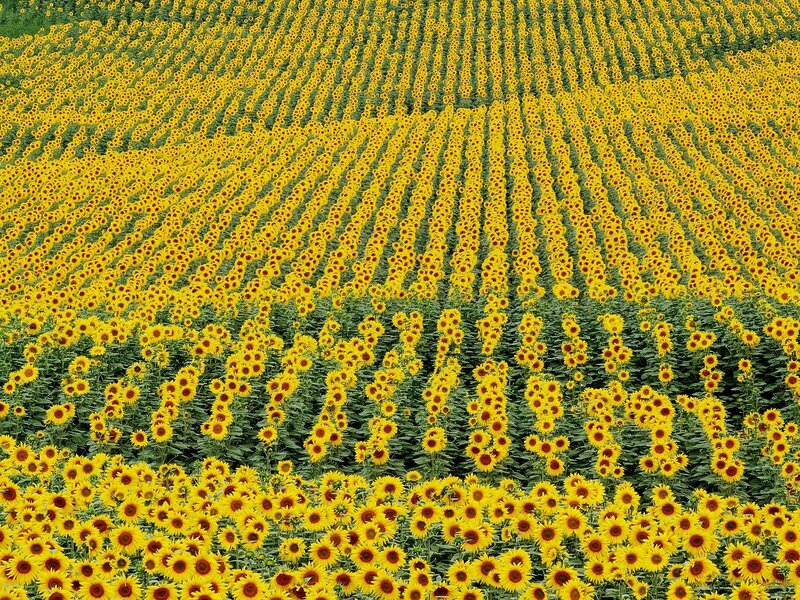 Sunflower Field — Yellow, Serene, Summer, Photograph, Flowers, Greenery, Green