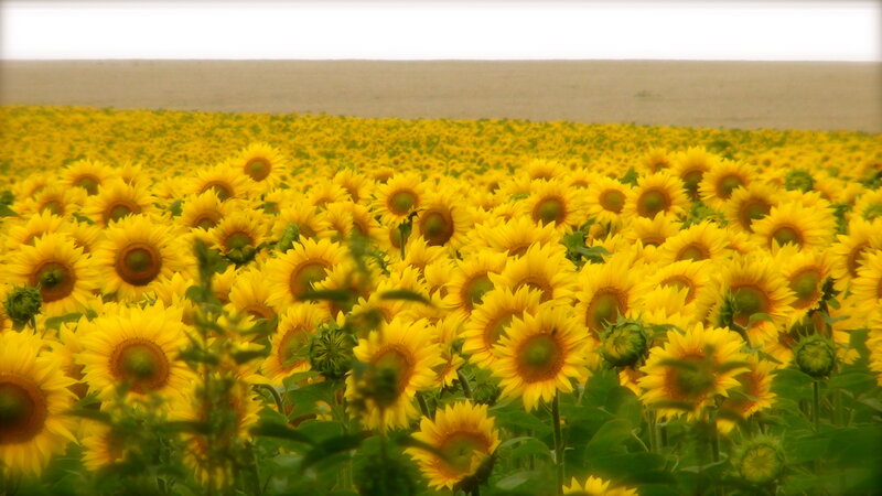 Sunflower Field — Yellow, Serene, Summer, Photograph, Flowers, Sky