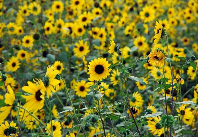 Sunflower Field — Yellow, Serene, Summer, Photograph, Flowers, Stems