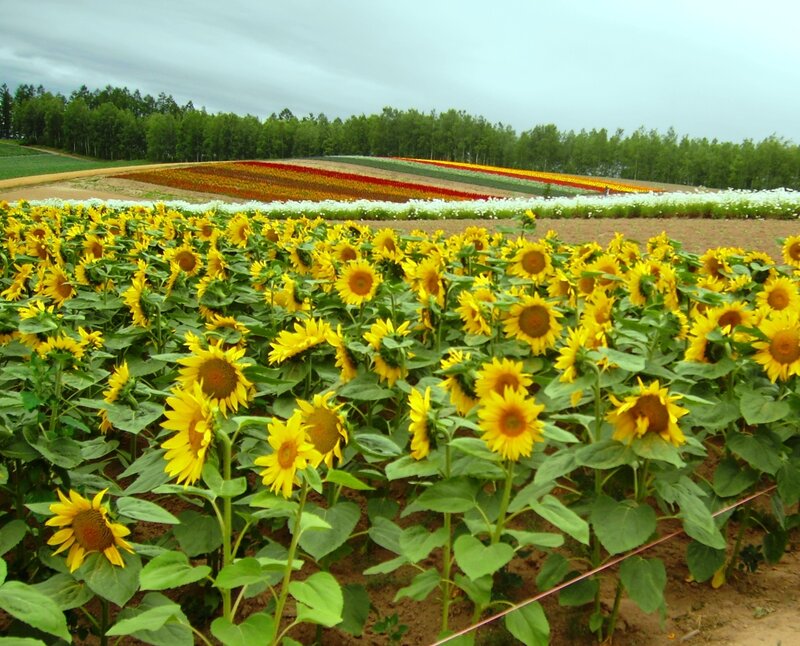 Sunflower Field — Yellow, Serene, Summer, Photograph, Flowers, Trees