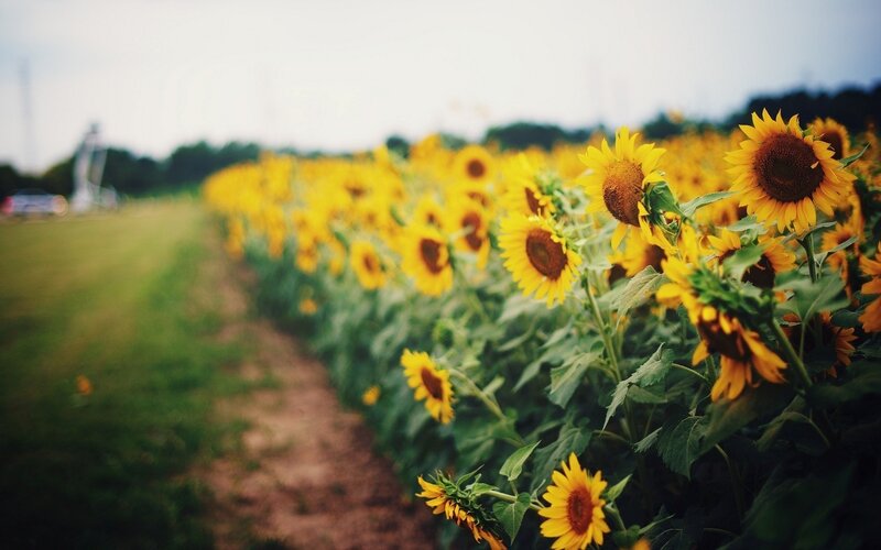 Sunflower Field — Yellow, Serene, Summer, Photograph, Path
