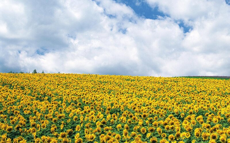 Sunflower Field — Yellow, Serene, Summer, Photograph, Sky, Clouds