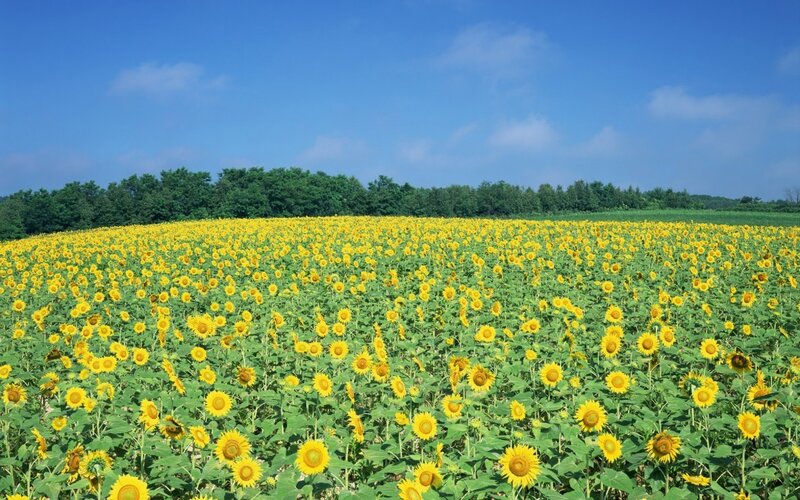 Sunflower Field — Yellow, Serene, Summer, Photograph, Sky