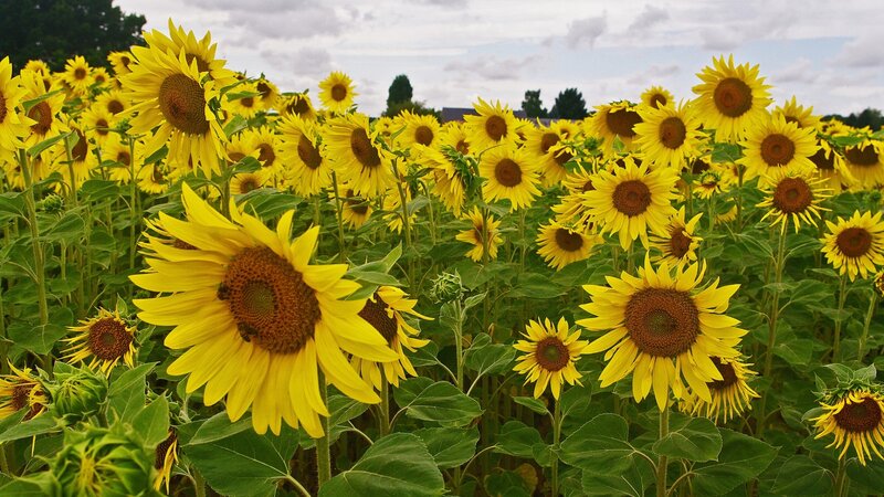 Sunflower Field — Yellow, Serene, Summer, Photograph, Sky, Trees