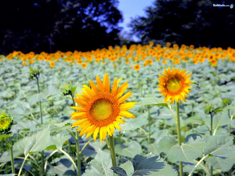 Sunflower Field — Yellow, Serene, Summer, Photograph