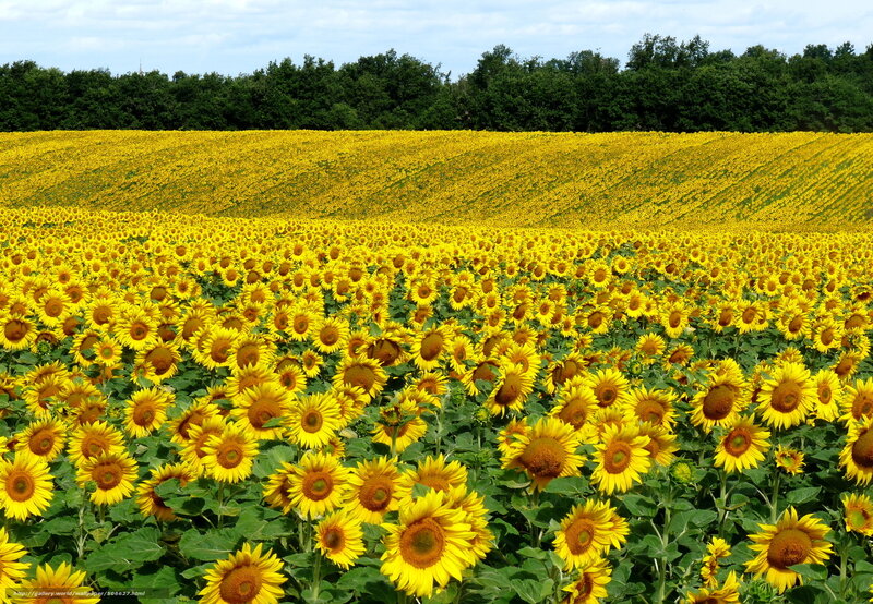 Sunflower Field — Yellow, Serene, Summer, Photograph, Trees, Sky, Green, Blue