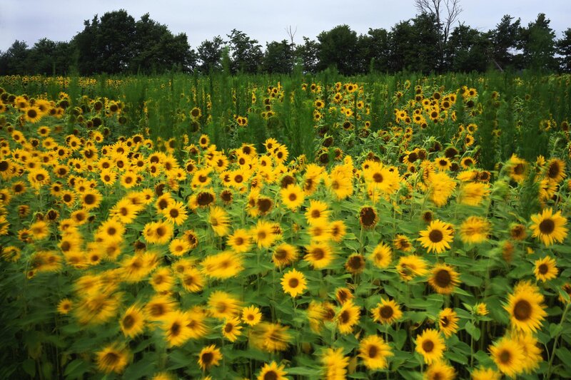 Sunflower Field — Yellow, Serene, Summer, Photograph, Trees, Sky, Green, Gray