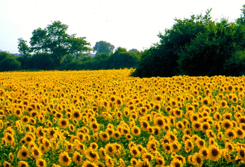 Sunflower Field — Yellow, Serene, Summer, Photograph, Trees, Sky