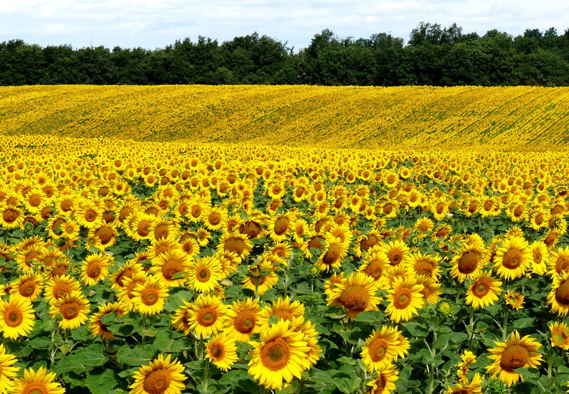 Sunflower Field — Yellow, Serene, Summer, Photograph, Trees