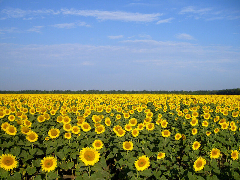 Sunflower Field — Yellow, Serene, Summer