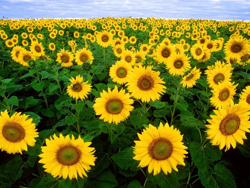 Sunflower Field — Yellow