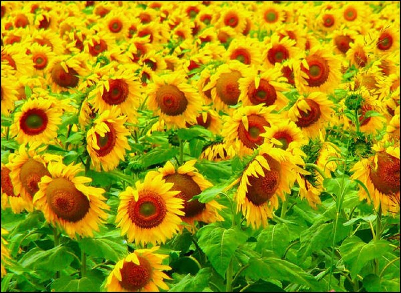 Sunflower Field — Yellow, Vibrant