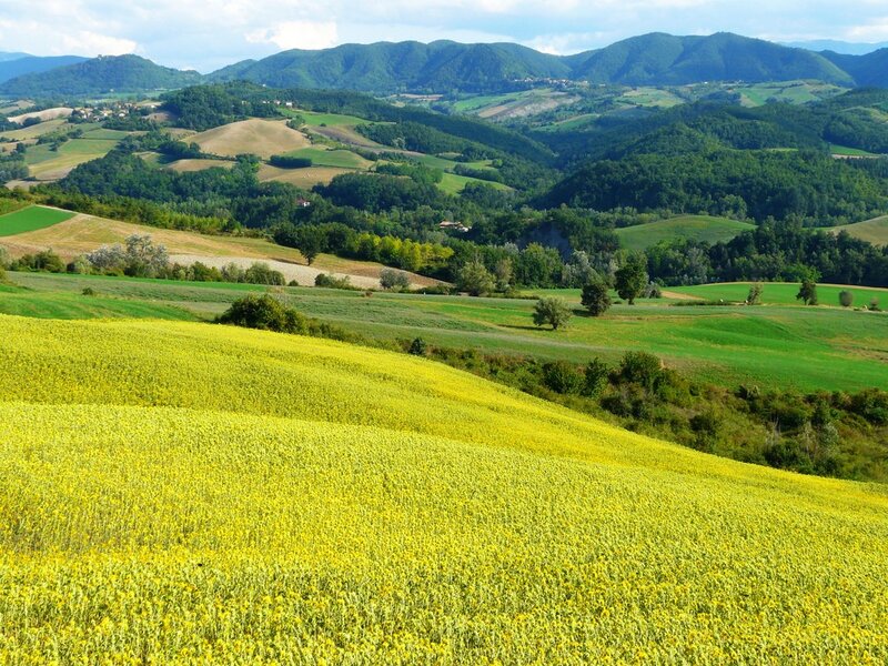 Sunflower fields in rolling hills