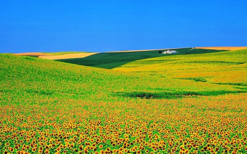 Sunflower fields under blue sky