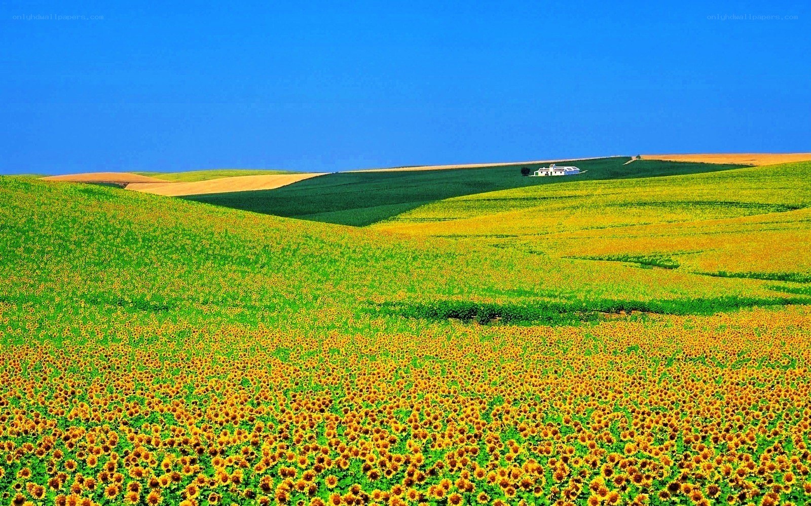Sunflower fields under blue sky
