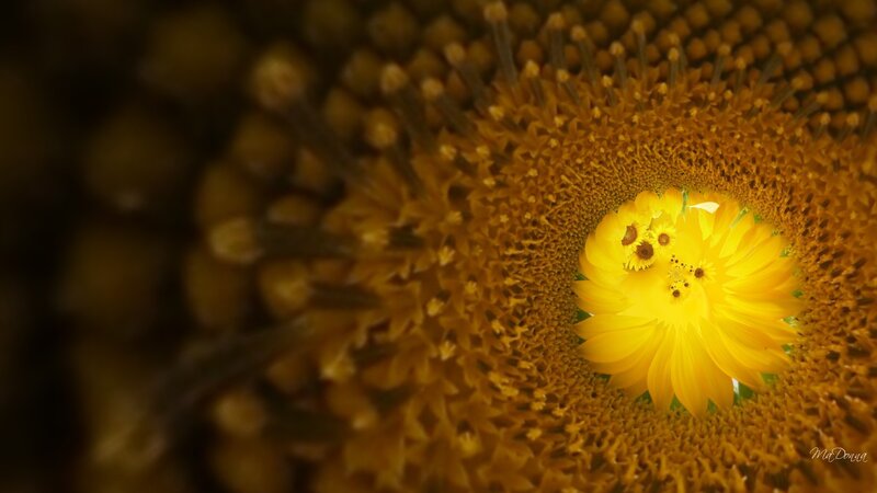 Sunflower fractal tunnel