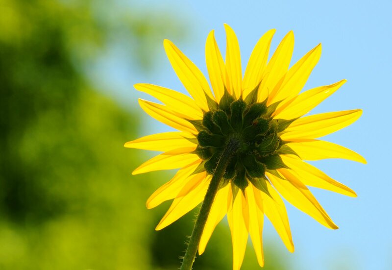 Sunflower from Below